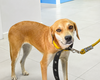 Dia do Cachorro Caramelo é celebrado em Maceió pela importância da adoção