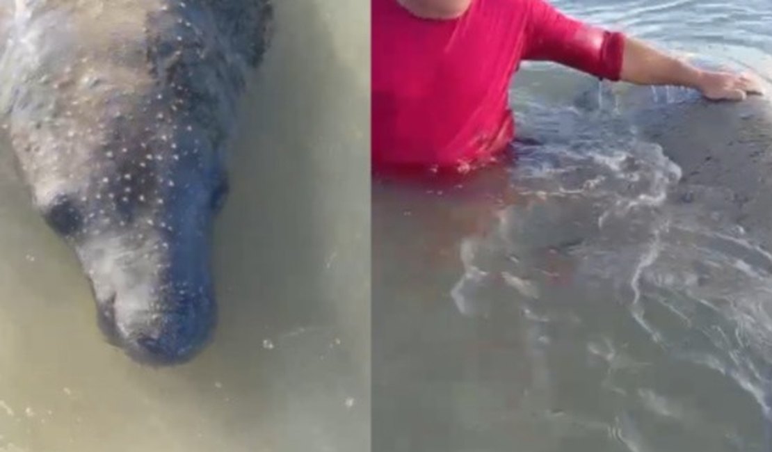 ﻿[Vídeo] Reintegrado à natureza, peixe-boi que foi agredido com facão é importunado por banhista