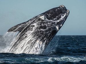 Mulher é esmagada por baleias jubarte e fica gravemente ferida