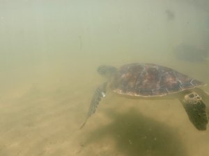 [Vídeo] Biota realiza soltura de tartaruga que teve nadadeira amputada