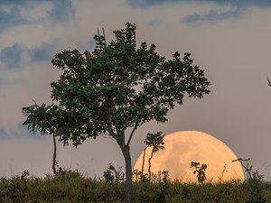 primeira 'Superlua' de 2021 vira protagonista no céu de Brasília