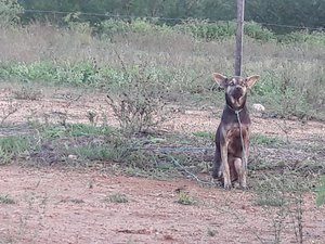 Cão é abandonado no Lago da Perucaba, em Arapiraca