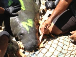 Peixe-boi entra em depressão e é transferido para AL