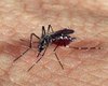 Alagoas registra 19 mortes provocadas por dengue; veja números por cidades