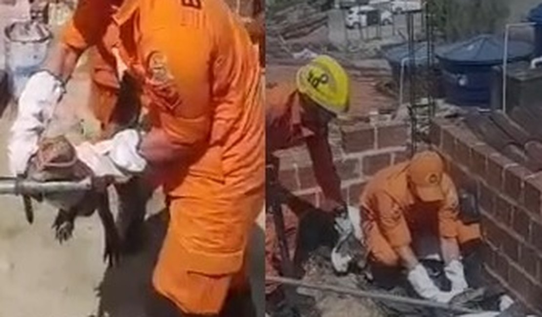 [Vídeo] Jacaré é resgatado após invadir laje de residência e assustar morador em Arapiraca