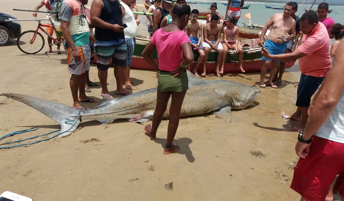 [Vídeo] Tubarão é capturado em alto mar de praia situada no litoral sul de Alagoas