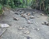 Matadouro clandestino com ossadas e restos de animais é encontrado em Joaquim Gomes