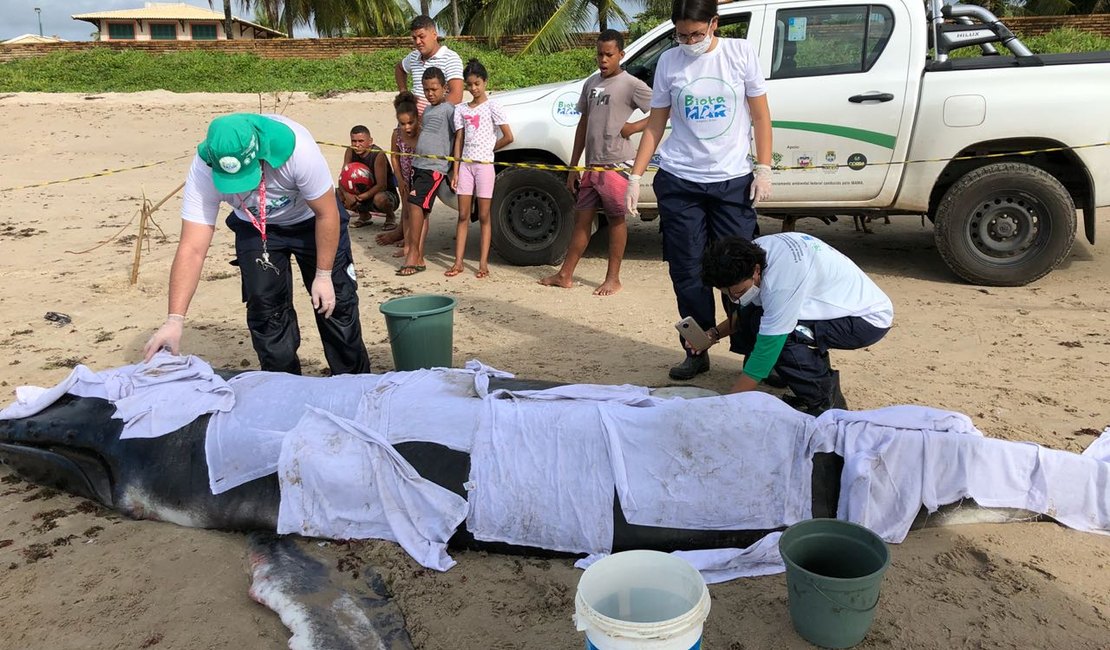 Filhote de baleia jubarte é encontrado morto na Praia de Ipioca