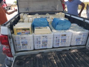 BPRv  apreende carga de queijo coalho armazenado de forma irregular na AL 120