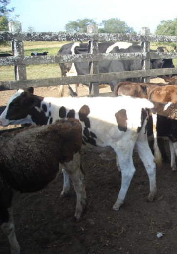 Adeal anuncia a primeira etapa da campanha de vacinação contra a brucelose