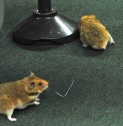 Homem solta ratos no plenário da CPI durante depoimento de Vaccari