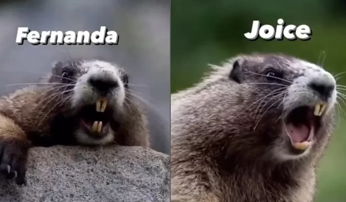 Meme da marmota gritando nomes faz brasileiros ganharem dinheiro