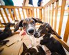 Prefeitura promove Feira de Adoção Animal neste sábado (24) em faculdade de Maceió