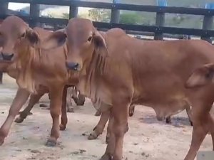 Vacas e bezerros furtados de propriedade rural de Mata Grande são abandonadas em estrada vicinal