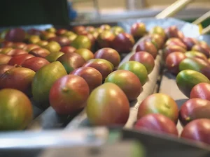 Tarifaço de Trump ameaça exportação de frutas brasileiras para os EUA