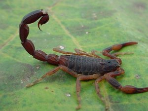 Relatos de cura da chikungunya após picada de escorpião intrigam especialistas