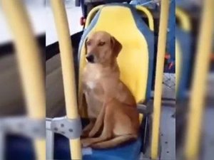 Cachorro é filmado sentado como um passageiro comum em ônibus e viraliza