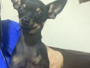 Tutora pede ajuda para localizar cadela Pinscher que desapareceu no Sítio Capim em Arapiraca