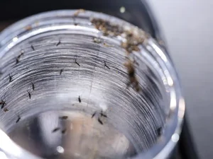 Ministério da Saúde intensificará mobilização contra dengue no Brasil