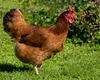 Ceará confirma primeiro foco de gripe aviária em aves domésticas no interior do estado