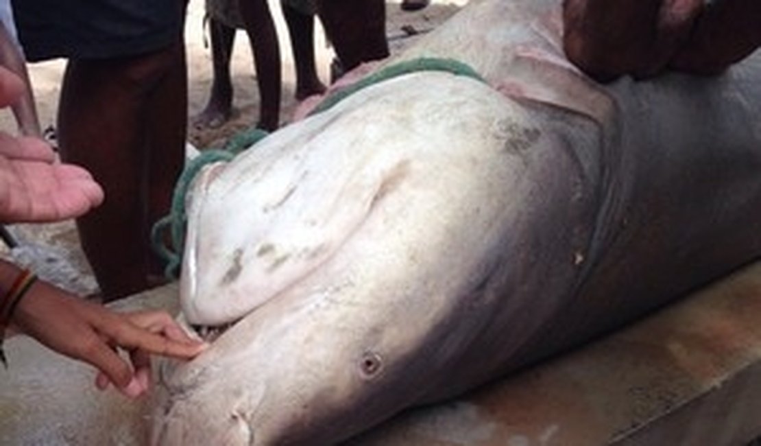 Pescador captura tubarão na praia de Ponta Verde, em Maceió