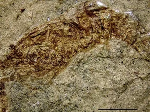 Pesquisadores descobrem fóssil raro de camarão de 120 milhões de anos no sertão nordestino