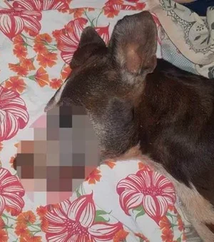 MP denuncia homem que arrastou cadela na moto e causou morte do animal
