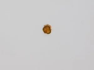 Artista arremessa picles de sanduíche em teto de galeria e vende obra por R$ 30 mil