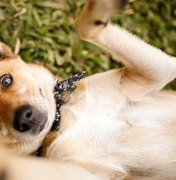Prefeitura de Maceió realiza Feira de Adoção Animal, neste sábado (31)