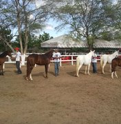 Arapiraca sedia primeiro shopping de mangalarga machador