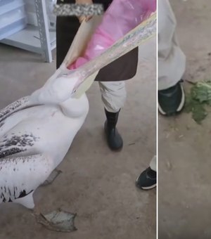 Coelhos são resgatados vivos da garganta de pelicano em zoológico na China