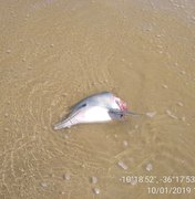 Golfinho mutilado é encontrado na praia de Feliz Deserto