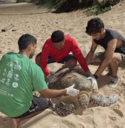 Tartaruga desova na Praia de Cruz das Almas; Biota faz acompanhamento