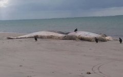 Biólogos do Biota colhendo material de baleia encontrada morta