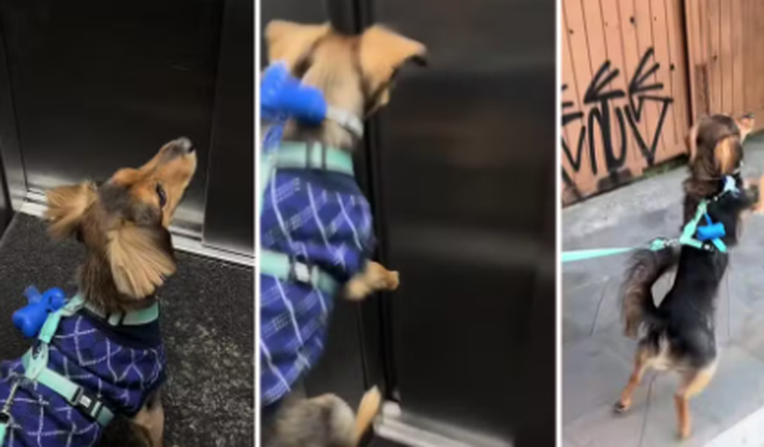 [Vídeo] Cachorro vira 'cãoguru' na hora do passeio e faz sucesso nas redes sociais