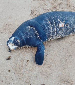 Filhote de peixe-boi é encontrado morto na Praia da Sereia