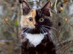 Gatinha com duas caras faz sucesso na internet e consegue novo lar 