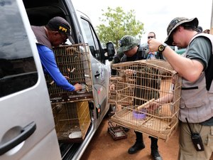FPI resgata cerca de 200 animais silvestres em dois dias de atuação