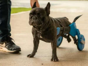 Aluno da UFSC desenvolve cadeira de rodas para cães inspirada em carros esportivos