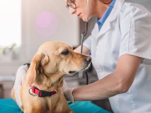 Cães e gatos também precisam de prevenção contra o câncer de pele