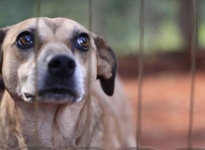 Proibição do uso de animais em testes de cosméticos será analisada pela CCT