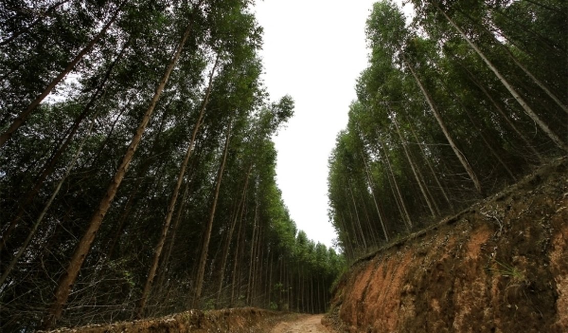 Governo de Alagoas investe na Cadeia Produtiva do Eucalipto