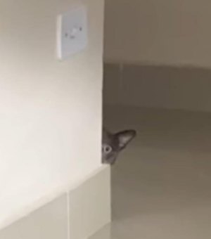 Gata travessa se esconde e viraliza com olhar bastante misterioso