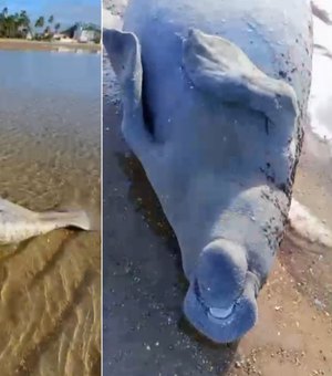 Peixe-boi é achado morto na Praia de São Bento no município de Maragogi