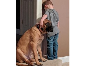Fofura! Foto de cão fazendo companhia a menino de castigo viraliza na web