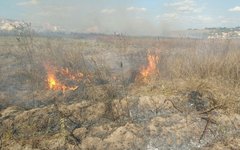 Incêndio em vegetação seca na AL-220