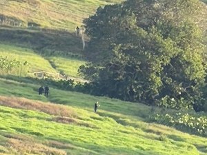 Operação policial deixa suspeito morto e drogas apreendidas em Porto Calvo