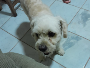 Cãozinho Steve é encontrado em Arapiraca