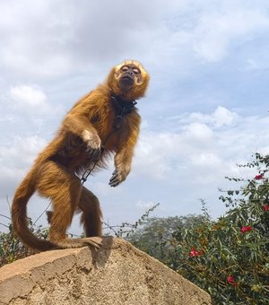 Macaco-prego-galego mantido acorrentado e sob o sol é resgatado pela FPI no Sertão