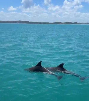 Golfinhos encantam turistas durante passeio às piscinas naturais de Maragogi